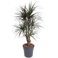 Kategorie <b>Produkt ohne Kategoriezuordnung </b> - Dracaena Magenta verzweigt 27 cm Topf 110 cm Höhe