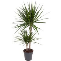 Kategorie <b>Produkt ohne Kategoriezuordnung </b> - Dracaena Marginata 45-15 19 cm Topf 100 cm Höhe