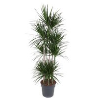 Kategorie <b>Produkt ohne Kategoriezuordnung </b> - Dracaena Marginata 120-carrousel 34 cm Topf 190 cm Höhe