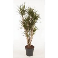 Kategorie <b>Produkt ohne Kategoriezuordnung </b> - Dracaena Marginata verzweigt 21 cm Topf 100 cm Höhe