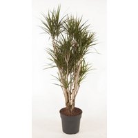 Kategorie <b>Produkt ohne Kategoriezuordnung </b> - Dracaena Marginata verzweigt 24 cm Topf 120 cm Höhe