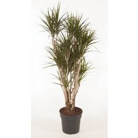 Kategorie <b>Produkt ohne Kategoriezuordnung </b> - Dracaena Marginata verzweigt 31 cm Topf 140 cm Höhe