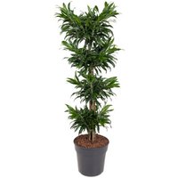 Kategorie <b>Produkt ohne Kategoriezuordnung </b> - Dracaena Reflexa carrousel 31 cm Topf 160 cm Höhe