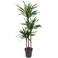 Kategorie <b>Produkt ohne Kategoriezuordnung </b> - Dracaena Riki 90-60-30 24 cm Topf 160 cm Höhe