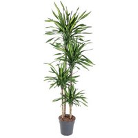 Kategorie <b>Produkt ohne Kategoriezuordnung </b> - Dracaena Riki 120-90-60-30 27 cm Topf 180 cm Höhe