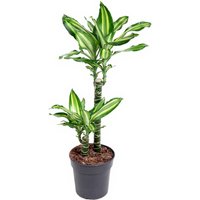 Kategorie <b>Produkt ohne Kategoriezuordnung </b> - Dracaena Silver Dream 45-15 19 cm Topf 80 cm Höhe
