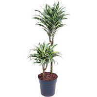 Kategorie <b>Produkt ohne Kategoriezuordnung </b> - Dracaena Suprise 45-15 19 cm Topf 80 cm Höhe