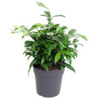 Kategorie <b>Produkt ohne Kategoriezuordnung </b> - Dracaena Surculosa bush 24 cm Topf 100 cm Höhe
