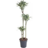 Kategorie <b>Produkt ohne Kategoriezuordnung </b> - Dracaena Surprise 90-60-30 24 cm Topf 140 cm Höhe