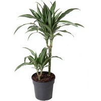 Kategorie <b>Produkt ohne Kategoriezuordnung </b> - Dracaena Ulises 30-10 19 cm Topf 70 cm Höhe