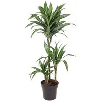 Kategorie <b>Produkt ohne Kategoriezuordnung </b> - Dracaena Ulises 60-30-15 21 cm Topf 120 cm Höhe