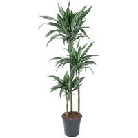 Kategorie <b>Produkt ohne Kategoriezuordnung </b> - Dracaena Ulises 90-60-30 24 cm Topf 150 cm Höhe
