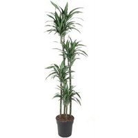 Kategorie <b>Produkt ohne Kategoriezuordnung </b> - Dracaena Ulises 120-90-60-30 27 cm Topf 180 cm Höhe
