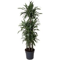 Kategorie <b>Produkt ohne Kategoriezuordnung </b> - Dracaena Ulises 120-carrousel 34 cm Topf 180 cm Höhe
