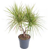 Kategorie <b>Produkt ohne Kategoriezuordnung </b> - Dracaena Ulises 150-carrousel 40 cm Topf 220 cm Höhe
