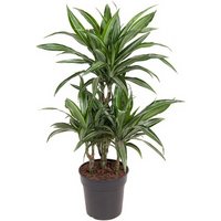 Kategorie <b>Produkt ohne Kategoriezuordnung </b> - Dracaena Ulises 45-carrousel 21 cm Topf 90 cm Höhe