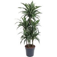 Kategorie <b>Produkt ohne Kategoriezuordnung </b> - Dracaena Ulises 90-carrousel 31 cm Topf 150 cm Höhe