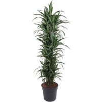 Kategorie <b>Produkt ohne Kategoriezuordnung </b> - Dracaena Ulises verzweigt 21 cm Topf 80 cm Höhe