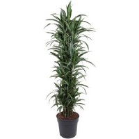 Kategorie <b>Produkt ohne Kategoriezuordnung </b> - Dracaena Ulises verzweigt 24 cm Topf 110 cm Höhe