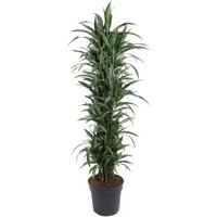 Kategorie <b>Produkt ohne Kategoriezuordnung </b> - Dracaena Ulises verzweigt 27 cm Topf 120 cm Höhe