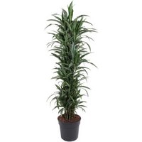 Kategorie <b>Produkt ohne Kategoriezuordnung </b> - Dracaena Ulises verzweigt 31 cm Topf 150 cm Höhe