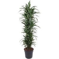 Kategorie <b>Produkt ohne Kategoriezuordnung </b> - Dracaena Ulises verzweigt 34 cm Topf 170 cm Höhe