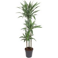 Kategorie <b>Produkt ohne Kategoriezuordnung </b> - Dracaena Warneckei 90-60-30 24 cm Topf 150 cm Höhe