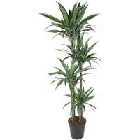 Kategorie <b>Produkt ohne Kategoriezuordnung </b> - Dracaena Warneckei 120-90-60-30 27 cm Topf 170 cm Höhe