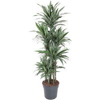 Kategorie <b>Produkt ohne Kategoriezuordnung </b> - Dracaena Warneckei 120-carrousel 34 cm Topf 180 cm Höhe