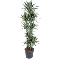 Kategorie <b>Produkt ohne Kategoriezuordnung </b> - Dracaena Warneckei 150-carrousel 40 cm Topf 210 cm Höhe