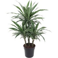 Kategorie <b>Produkt ohne Kategoriezuordnung </b> - Dracaena Warneckei 45-carrousel 21 cm Topf 90 cm Höhe