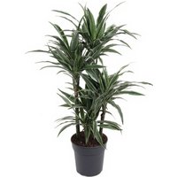 Kategorie <b>Produkt ohne Kategoriezuordnung </b> - Dracaena Warneckei 60-carrousel 24 cm Topf 110 cm Höhe