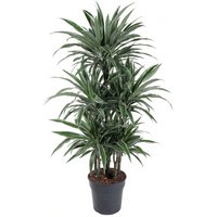 Kategorie <b>Produkt ohne Kategoriezuordnung </b> - Dracaena Warneckei 90-carrousel 31 cm Topf 140 cm Höhe