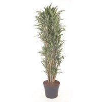 Kategorie <b>Produkt ohne Kategoriezuordnung </b> - Dracaena Warneckei verzweigt 21 cm Topf 80 cm Höhe