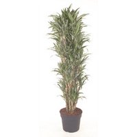 Kategorie <b>Produkt ohne Kategoriezuordnung </b> - Dracaena Warneckei verzweigt 24 cm Topf 100 cm Höhe