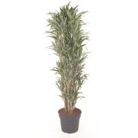 Kategorie <b>Produkt ohne Kategoriezuordnung </b> - Dracaena Warneckei verzweigt 31 cm Topf 140 cm Höhe