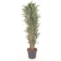 Kategorie <b>Produkt ohne Kategoriezuordnung </b> - Dracaena Warneckei verzweigt 34 cm Topf 170 cm Höhe