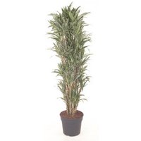 Kategorie <b>Produkt ohne Kategoriezuordnung </b> - Dracaena Warneckei verzweigt 40 cm Topf 210 cm Höhe