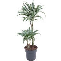 Kategorie <b>Produkt ohne Kategoriezuordnung </b> - Dracaena White Jewel 45-15 19 cm Topf 90 cm Höhe