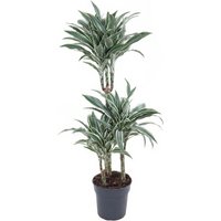 Kategorie <b>Produkt ohne Kategoriezuordnung </b> - Dracaena White Jewel 60-30-15 21 cm Topf 110 cm Höhe