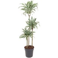 Kategorie <b>Produkt ohne Kategoriezuordnung </b> - Dracaena White Jewel 90-60-30 24 cm Topf 140 cm Höhe