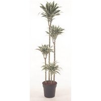 Kategorie <b>Produkt ohne Kategoriezuordnung </b> - Dracaena White Jewel 120-90-60-30 27 cm Topf 170 cm Höhe