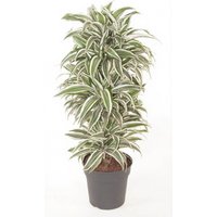Kategorie <b>Produkt ohne Kategoriezuordnung </b> - Dracaena White Jewel verzweigt 27 cm Topf 110 cm Höhe