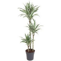 Kategorie <b>Produkt ohne Kategoriezuordnung </b> - Dracaena White Stripe 90-60-30 24 cm Topf 150 cm Höhe