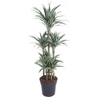 Kategorie <b>Produkt ohne Kategoriezuordnung </b> - Dracaena White Stripe 90-carrousel 31 cm Topf 150 cm Höhe