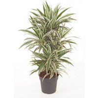 Kategorie <b>Produkt ohne Kategoriezuordnung </b> - Dracaena White Stripe verzweigt 24 cm Topf 90 cm Höhe