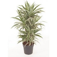 Kategorie <b>Produkt ohne Kategoriezuordnung </b> - Dracaena White Stripe verzweigt 31 cm Topf 140 cm Höhe