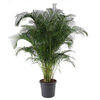 Kategorie <b>Produkt ohne Kategoriezuordnung </b> - Dypsis Lutescens 21 cm Topf 110 cm Höhe