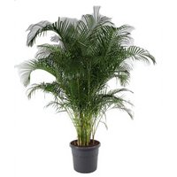 Kategorie <b>Produkt ohne Kategoriezuordnung </b> - Dypsis Lutescens 24 cm Topf 150 cm Höhe