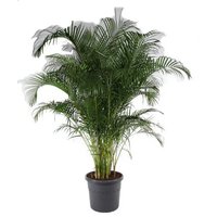 Kategorie <b>Produkt ohne Kategoriezuordnung </b> - Dypsis Lutescens 27 cm Topf 160 cm Höhe